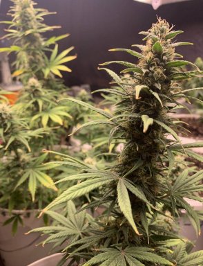 Auto Banana Kush