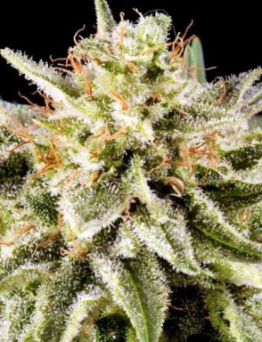 Auto White Russian