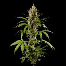Divine Haze