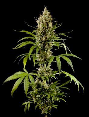 Divine Haze