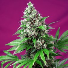 Killer Kush