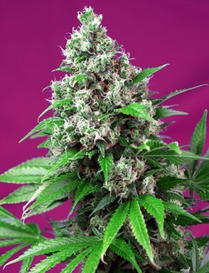Killer Kush