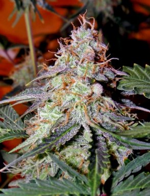 Northern Lights