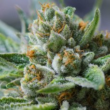 Amnesia Haze