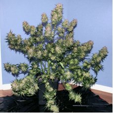 Auto Girl Scout Cookies