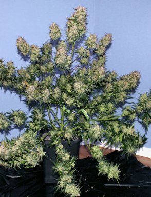 Auto Girl Scout Cookies