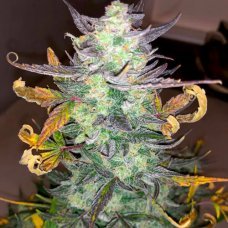 Auto 77 Days