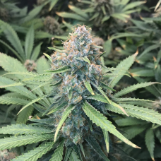 Auto Amnesia