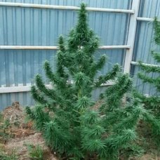 Divine OG Kush
