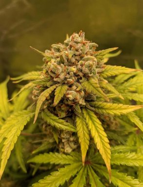 Auto Sour Diesel