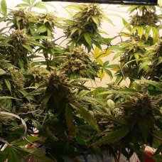 Auto Gagarin fem