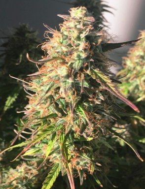 Auto Pineapple Express Fem