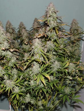Auto Banana Kush