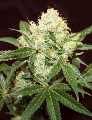 Auto Big Demon
