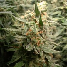 Auto Critical Jack