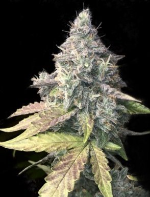 Auto Northern Lights