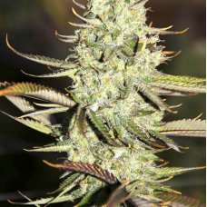 Auto Opium