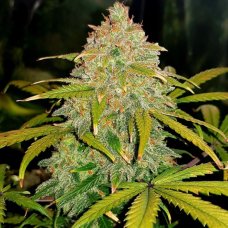 Auto Jamaica