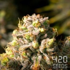 Auto Pineapple Express